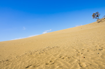 Dunes of Maspalomas