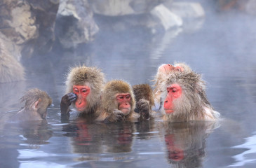 温泉に入るニホンザルの家族