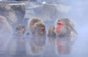 Fototapeta premium 温泉に入るニホンザルの家族