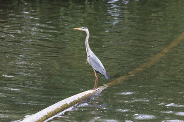 Grey heron waiting for prey