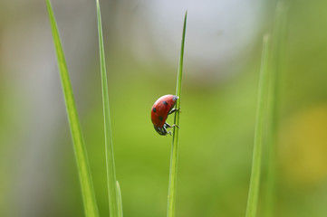 Бронзовка золотистая (Cetonia aurata)