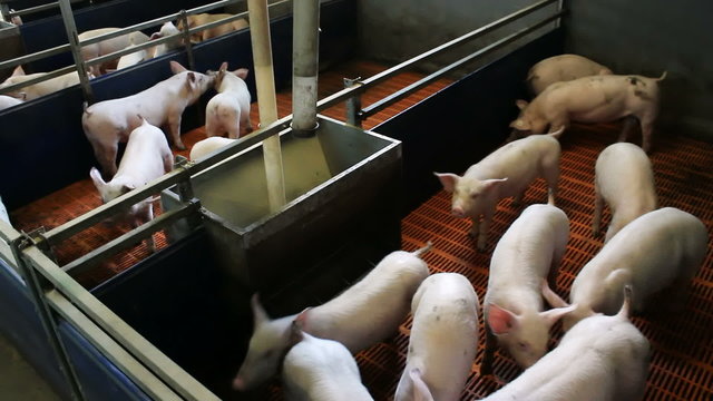Piglets in the pen