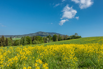 Blooming spring meadow