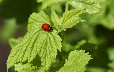 Бронзовка золотистая (Cetonia aurata)