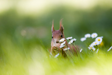 Eichhörnchen auf einer Gänseblümchenwiese