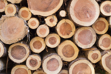 Piled up wood