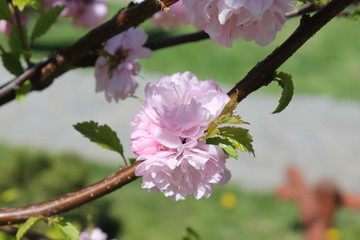 Obraz premium Cherry blossoms