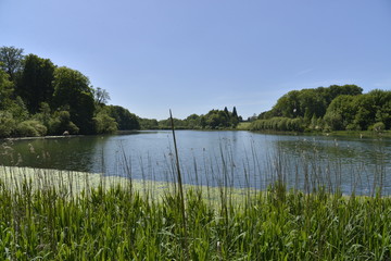 La réserve naturelle de l'étang du Gris Moulin à la Hulpe