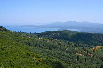Fototapeta na wymiar Olive forest on Corfu island, Greece