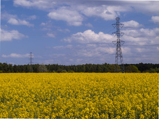 a field of rape as an oil plant energy 