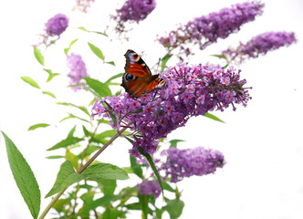 Buddleja davidii - Butterfly bush on a white background - obrazy, fototapety, plakaty