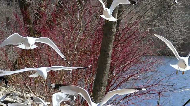 Beautiful White Seagulls Flying in Slow Motion
