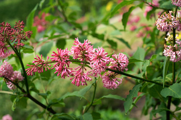 Syringa Miss Canada