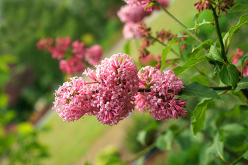 Syringa Miss Canada