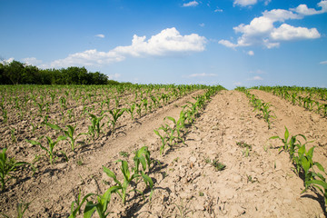 Fototapeta na wymiar plantation young corn field and cloudy blue sky