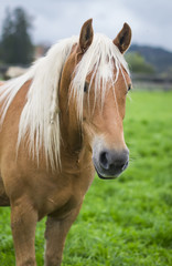 Obraz premium horse in an Alpine meadow, South Tyrol, Italy