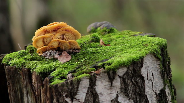 mushrooms, growing on a tree stump, Hypholoma fasciculare