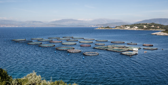 Fish Farm with floating cages