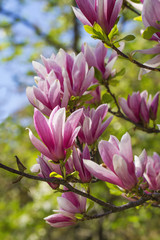 Fleurs de magnolia rose