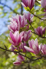 Poster de jardin Magnolia Fleurs de magnolia rose