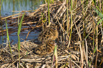 Bird's nest in natural habitat.