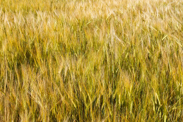 Campo de Cebada. Hordeum vulgare. Secano.
