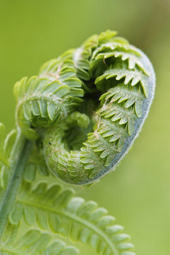 close up young leaf of fern Matteuccia struthiopteris