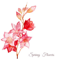 Vector Pink apple tree, sakura, cherry flower. Watercolor hand