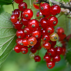 The red currant close up