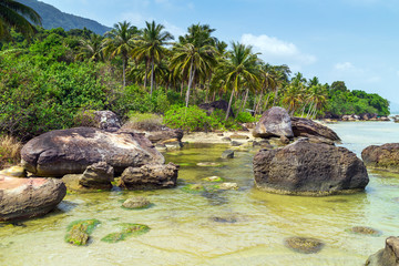 islands Palm Trees landscape