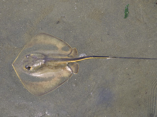 アカエイ © sandpiper