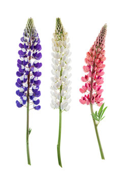 Colorful flowers - Lupine, on white background.