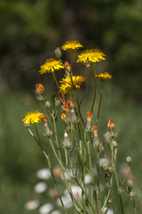 Crepis bienal en flor. Crepis biennis.
