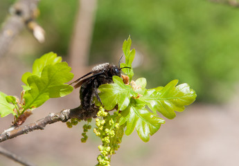 Carpenter Bee on  blossoming branch of oak 