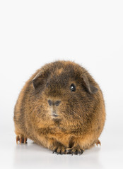 Guinea  Pig - Stock Image.