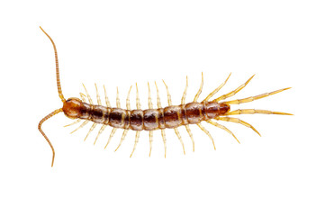  centipede © Alekss