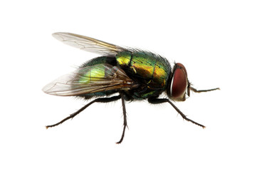 green fly