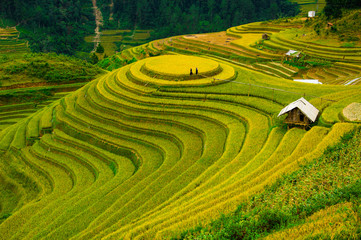 Rice fields on terraced of Mu Cang Chai, YenBai, Vietnam