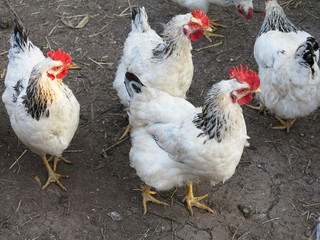 White with black chicken in courtyard of farm