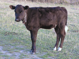 Beautiful black little pretty calf in green grass © alexrow