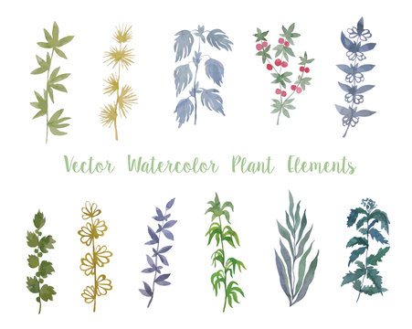 Set of Vector Watercolor Herbs and Berry for Decoration.