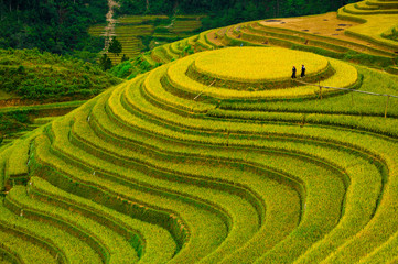 Rice fields on terraced of Mu Cang Chai, YenBai, Vietnam