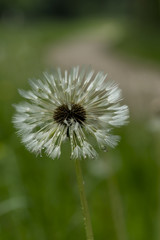 Pusteblume am Wegesrand