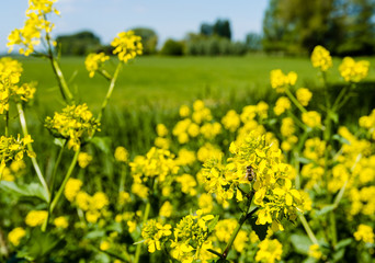 Obraz premium Honey bee collects nectar from yellow flowering rapeseed