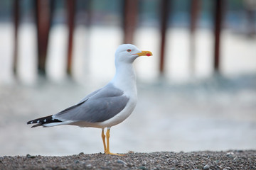 seagull on the shore