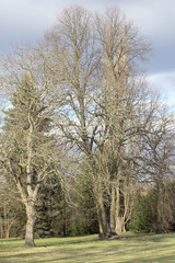 Wallnussbaum und Winterlinde im Vorfrühling