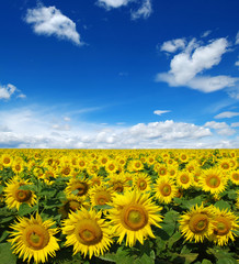Naklejka premium sunflowers field