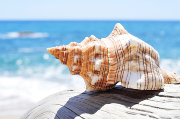 conch on an old washed-out tree trunk in the beach