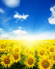 Foto op Plexiglas  sunflowers and sun © Alekss