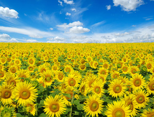 Fototapeta premium sunflowers field